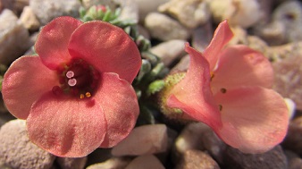 Saxifraga 'Amberglow'